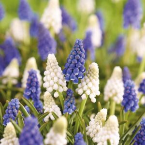 Perlehyacintblanding 'Mixed'