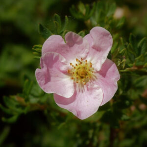 Potentilla fruticosa ´Lovely Pink´
