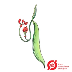 Pralbønne - frø (øko)