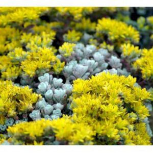 Pudret Stenurt 'Cape Bianco' 10 cm. potte