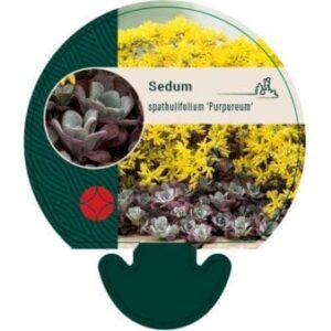 Pudret Stenurt 'Purpureum' 0,8 liter potte