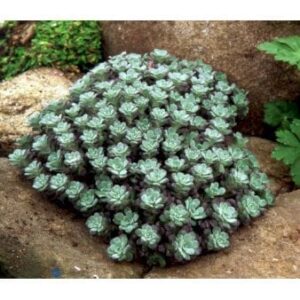 Pudret Stenurt 'Purpureum' 10 cm. potte