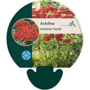Røllike 'Paprika' 0,8 liter potte