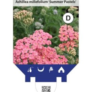 Røllike 'Summer Pastels' 11,5 cm. potte