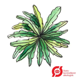 Rucola, vild - frø (øko)