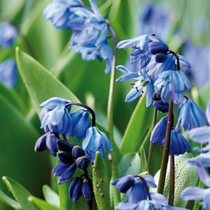 Scilla 'Siberica'