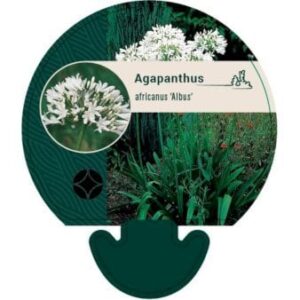 Skærmlilje 'Albus'