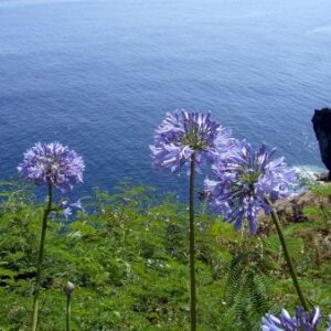 Skærmlilje 'Blue' Blomsterløg pakke