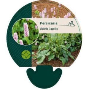 Slangeurt 'Superba' 0,8 liter potte