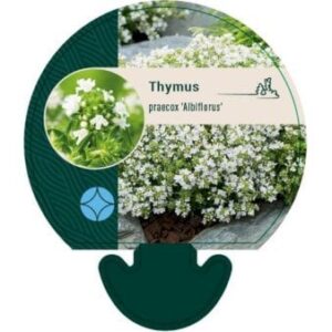 Smalbladet Timian 'Albiflorus' 0,8 liter potte
