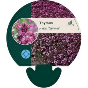Smalbladet Timian 'Coccineus' 0,8 liter potte
