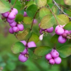 Snebær 'Magic Berry' Potte 12 liter 80-100 cm.