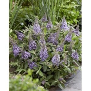 Sommerfuglebusk Butterfly Candy 'Lila Sweetheart' 2 Liter potte