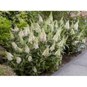 Sommerfuglebusk Butterfly Candy 'Little White' 2 Liter potte
