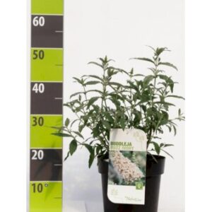 Sommerfuglebusk Buzz 'Ivory' 4,5 liter potte