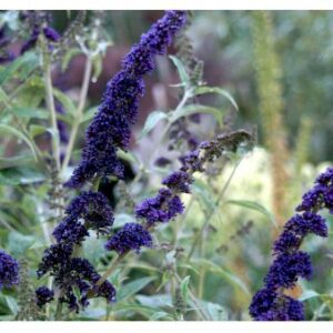 Sommerfuglebusk 'Empire Blue' Bakke med 18 stk.