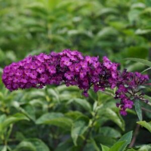 Sommerfuglebusk 'Royal Red' Potte 2,0 liter
