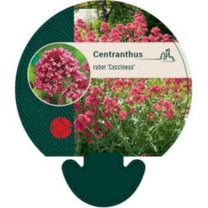 Sporebaldrian 'Coccineus' 0,8 liter potte
