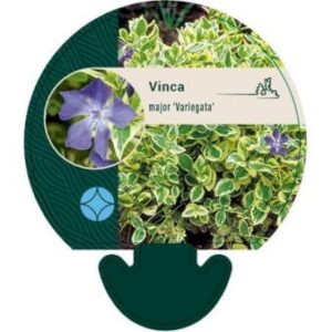 Storbladet Vintergrøn 'Variegata' 0,8 liter potte