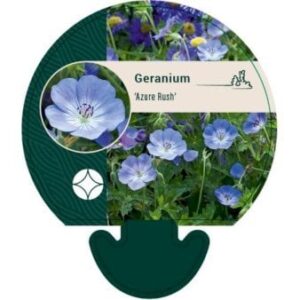 Storkenæb 'Azure Rush' 0,8 liter potte