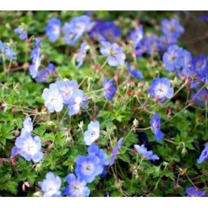 Storkenæb 'Azure Rush' 1 liter potte