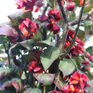 Storvinget Benved - Euonymus macropterus ´Mount Fuji´ 120 cm stamme
