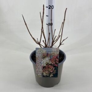 Syrén-Hortensia 'Early Sensation' 3 Liter potte