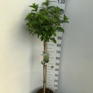 Syrén-Hortensia 'Limelight' Opstammet 90 cm. 7,5 liter potte