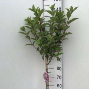 Syrén-Hortensia 'Vanille Fraise' Opstammet 90 cm. 7,5 liter potte