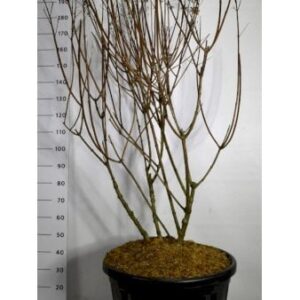 Syrén-hortensia 'Wims Red' Potte 110 liter,- 125-150 cm.