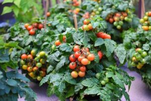 Tiny Tim tomat frø - pottetomat