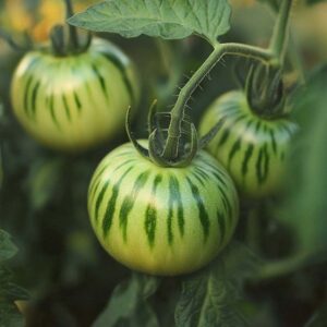 Tomatfrø 'Green zebra' - 15 Økologiske Frø