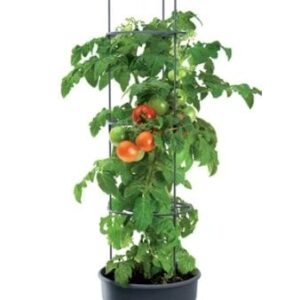 Tomatpotte med espalier Tomato Grower