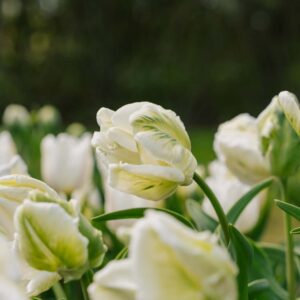 Tulipan 'Super Parrot'