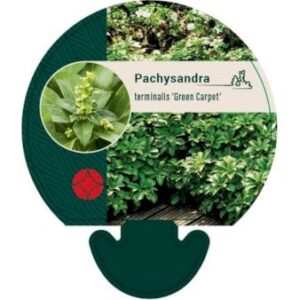 Vinterglans 'Green Carpet' Bakke med 12 stk.