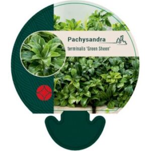 Vinterglans 'Green Sheen' Bakke med 12 stk.