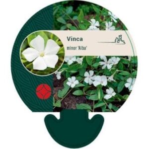 Vintergrøn 'Alba' 0,8 liter potte