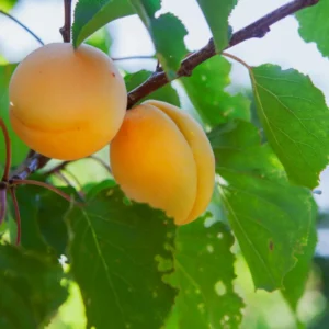 Abrikostræer er beslægtede med blommer, ferskener og kirsebær.