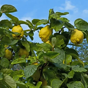 Æblekvæde har i mange år været en sjældenhed i danske haver, men i dag oplever det stigende interesse fra danske haveejere