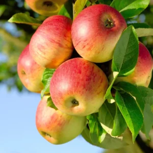 Æbletræer fungerer både som prydtræer og som leverandører af saftige, velsmagende frugter i de danske haver