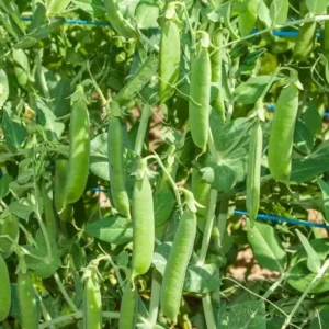 Ved at så ærtefrø, får man en robust afgrøde, der trives fint i det danske klima.