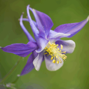 Akeleje har fine, nikkende blomster og dekorative blade har en fast plads i danske haver.