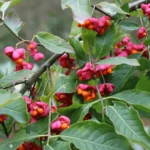 Almindelig benved er en busk med en vild, men charmerende karakter
