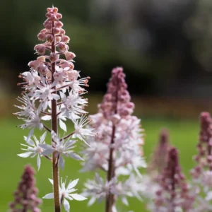 Almindelig Skumblomst danner tætte, bestandsskabende bevoksninger med sit frodige løv og fine vækstform