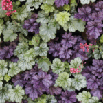 Alunrod dyrkes især for sine smukke, farverige blade.