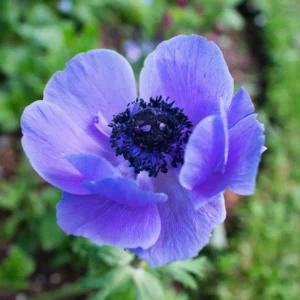 Anemone løg er nemme at dyrke og kræver minimal pleje