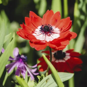 Anemoner kan være både vilde, naturligt forekommende arter og forædlede haveplanter