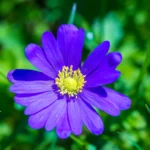 Balkan-anemone er velegnet til forvildning i danske haver