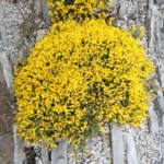 Balkan-visse har små, nåleformede blade og stærkt gule blomster i det tidlige forår