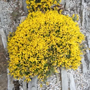 Balkan-visse har små, nåleformede blade og stærkt gule blomster i det tidlige forår